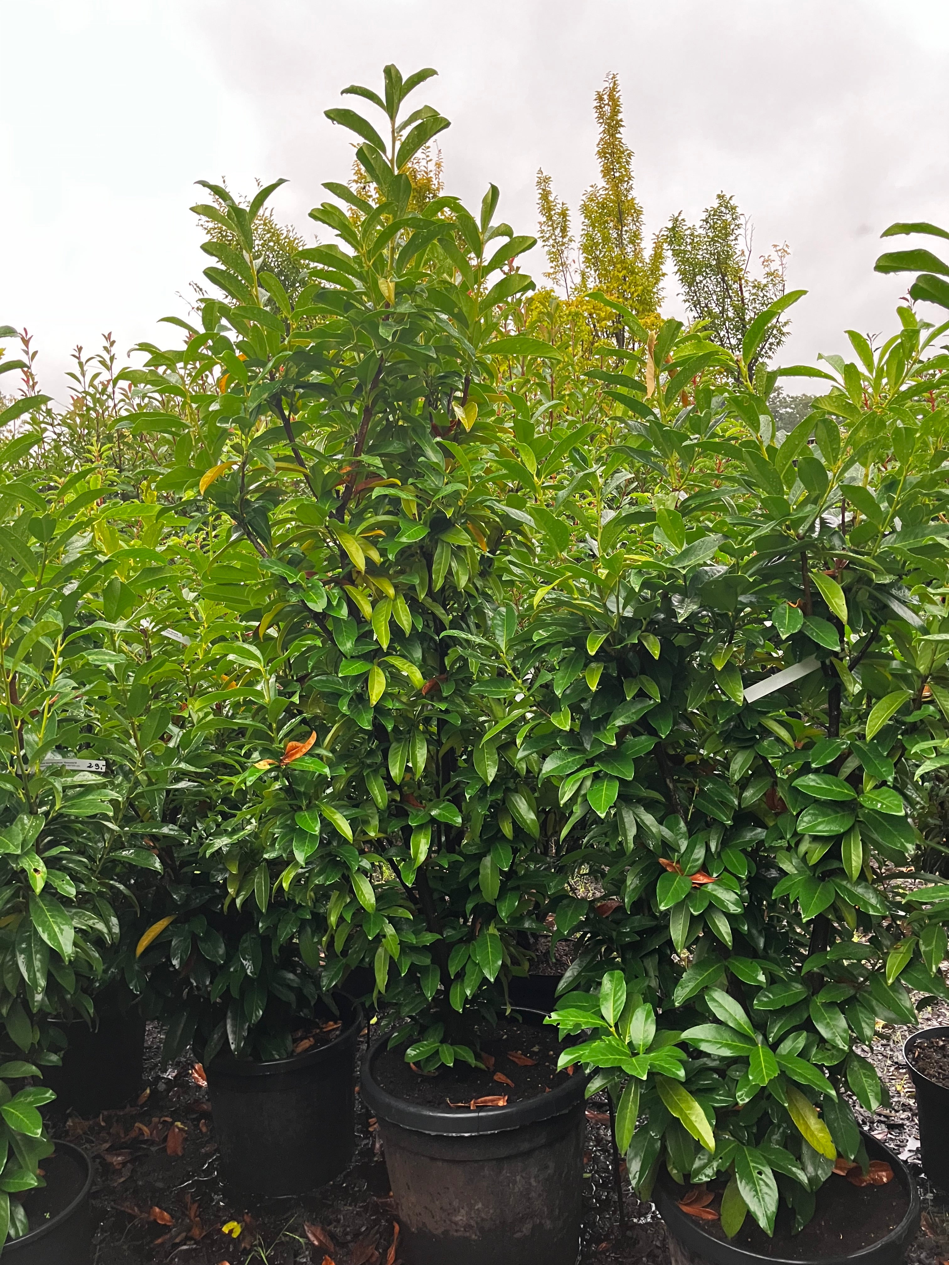 Lorbeerkirsche 'Genolia'® / Prunus laurocerasus 'Genolia'®
